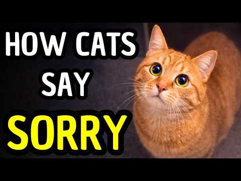 Your Cat Is Apologizing (You Just Don't Realize It)