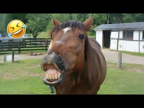Best of Funny Animals 2025 😹🐾 | Non-Stop Laughs Guaranteed! #3