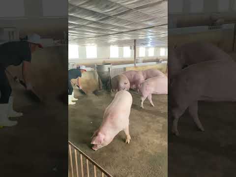 Cleaning a Pig Pen Is No Joke! 😬🧹