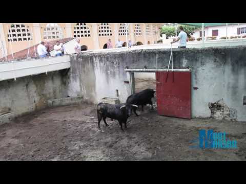 Débarquement toros Juan Pedro Domecq - Madeleine 2017 - Mont de Marsan