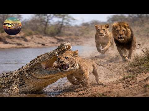 Cá Sấu Và Sư Tử Con: Sai Lầm Nhỏ Bên Bờ Sông, Cái Giá Quá Lớn | POW - Thế Giới Động Vật