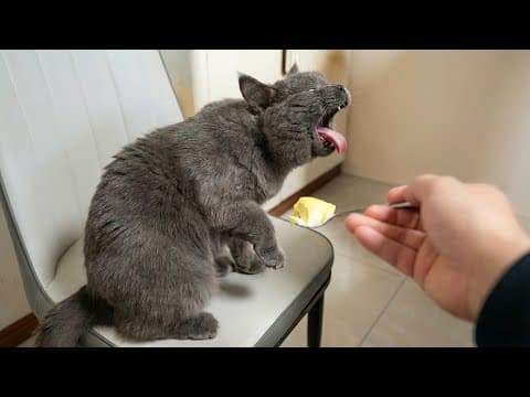 You Can’t Stop Laughing At These Cats 🤣 | Funniest Chaos Compilation 2026