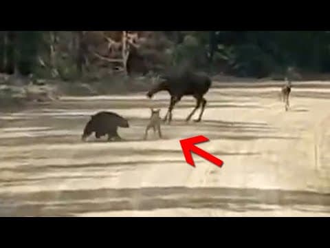 Damn Nature You Crazy / Animal Moments, Captured on Camera