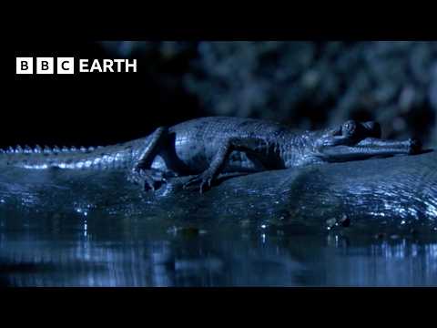 The Incredible Wildlife of India | BBC Earth