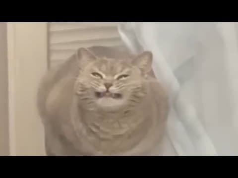 You Laugh, You Lose | The Funniest Cat Clips 2026