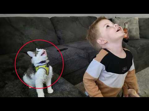 When Cats Start Imitating Humans 😂🐾 Funny Cat Moments