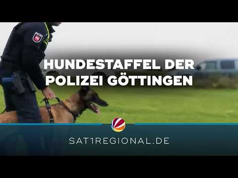 Göttingen Police K-9 Unit: How hard these detection dogs train