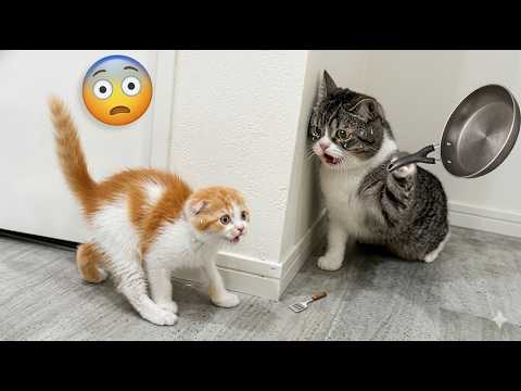 Impossible Not To Laugh 🤣 | These Funny Cats & Dogs Will Have You Laughing From Start To Finish 😹🐶