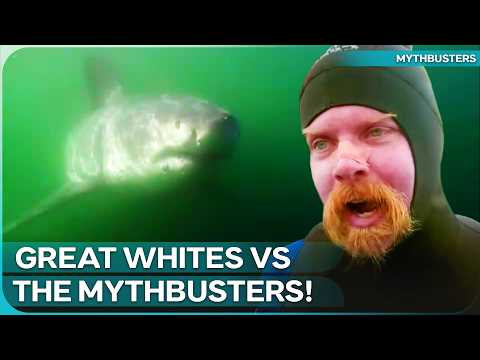 Taking on Super-Sized Sharks | Mythbusters