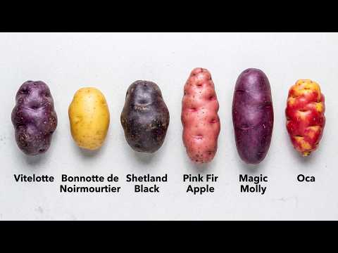 Every Potato Explained