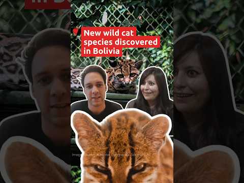 A new cat species has been discovered in Bolivia