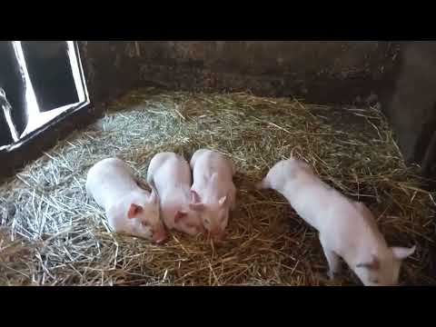 Am tăiat porcul-schimbari in saivan-noutati-achiziti-pe la animale🐑🐏🐓🥰🐓🤩🐄♥️🐖