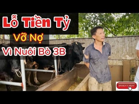 Vỡ nợ vì nuôi Bò 3b , lỗ tiền tỷ || NôngNghiệp247