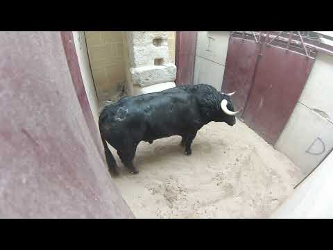 Impresionante llegada a toriles de Pompito, ganadería Valdefresno, mañana del 25 de Junio San J