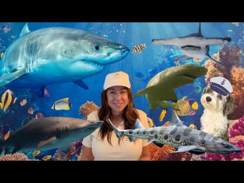 Amazing Sharks!