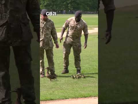 WATCH: Family of ducklings excorted by soldiers after gatecrashing Hyde Park gun salute
