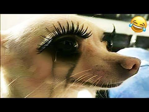 1 Hour of Funny Dogs & Cats 😂 New Hilarious Pets 🐾