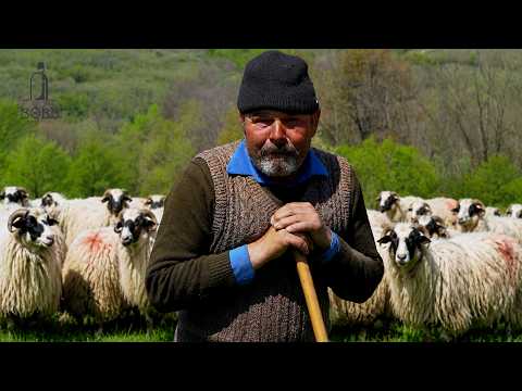 Baciu Sandu Iacob spune adevăruri fără ocolișuri - sat Negrilești | Miei BREZI foarte FRUMOȘI
