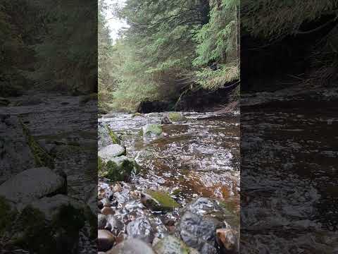 in the shade of the trees, beautiful organic white noise sounds. great sleep aid sounds #asmrsounds