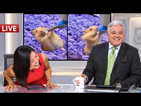Every Live Animal News Bloopers That Ended in Pure Laughter