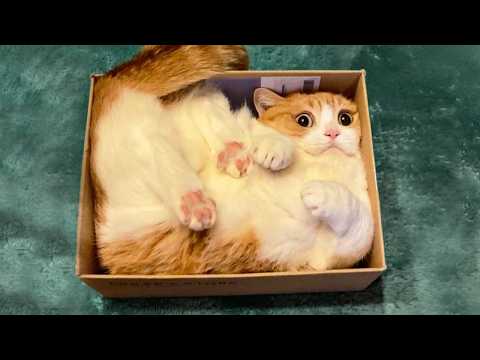 Funniest Cat Videos Ever🐈| Hilarious Cats Compilation 2026 🤣🐱
