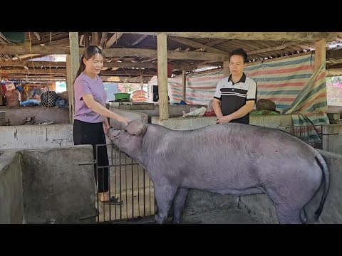 Full video: Selling off giant, culled sows. ( Ep 413 )
