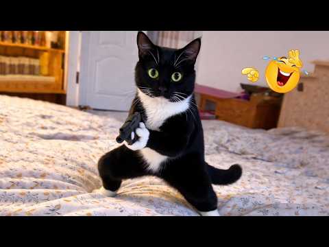 You Laugh You Lose 😂😹  Ultimate Funny Cat Compilation