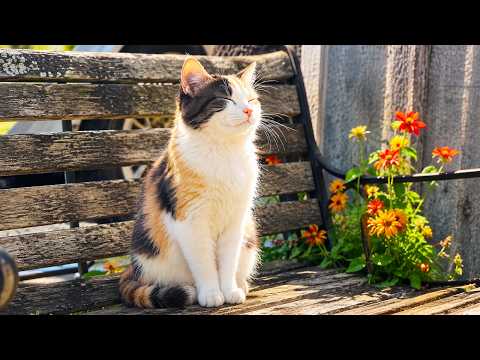Peaceful Relax Music For Cats 🌙 Healing Sounds to Calm Anxiety and Feel Safe 🎶🐈