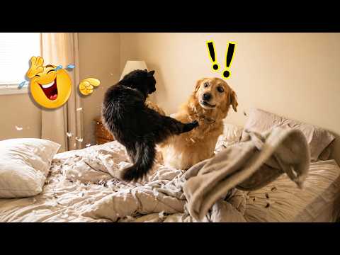 Try Not to Laugh at These Funny Pet Moments! 😂🐶