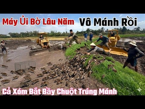 Máy Ủi Bờ Đất Bỏ Hoang Lâu Năm Cả Xóm Ra Bắt Chuột Và Rắn Trúng Mánh.