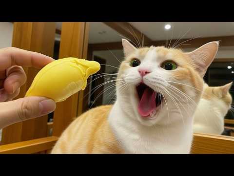 Hilarious Animal Moments That Will Make You Cry Laughing 😂🐾