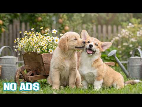 12 HOURS Dog TV for Dogs to Watch 🐶 🌙 Peaceful Music for Better Sleep & Comfort