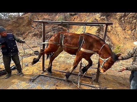 Traditional technology! Fierce horses are tied to stake,Farrier trims its hooves