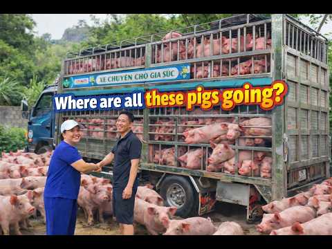 Selling Pigs at the Farm | Part 2 – Hard Work!