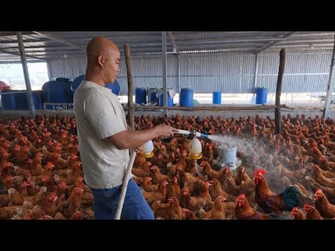 HÔM NAY XUẤT CHUỒNG GÀ &amp; BÍ QUYẾT LÀM NỆM LÓT SINH HỌC KHÔNG MÙI