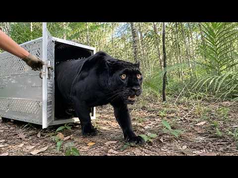 Watch These Animals Being Freed for the First Time