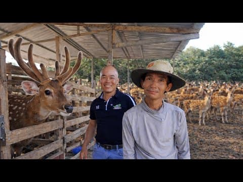 HÔM NAY THĂM MÔ HÌNH NUÔI HƯƠU SAO LẤY NHUNG – LỢI NHUẬN CAO, 1 CẶP NHUNG GIÁ 20 TRIỆU
