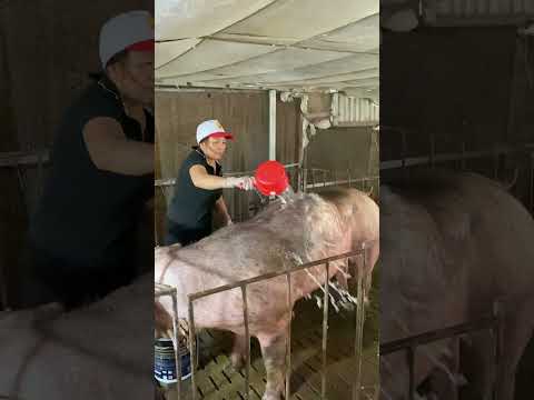 How to Bathe a 300kg Pig?! 😬🐷