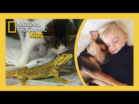 Unlikely Animal Friends Full Episode | Furry Friends 🐶🦝 | @natgeokids