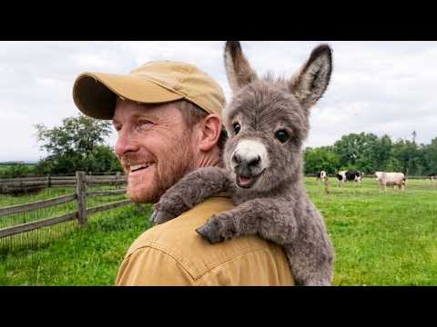 When the Animal Distribution System Sends You Little Comedians 🤣 Funniest Animal Videos Ever