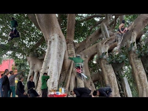 chấn Động, Cưa Cây Da Long Khủng, Cổ Thụ, Trong Chùa, Dây Điện Tùm Lum, Không Ai Dám Cưa 1/2