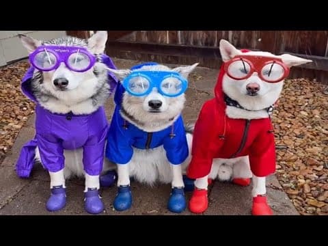 When your dog loves wearing colorful clothes 😂 Funny Dog Videos