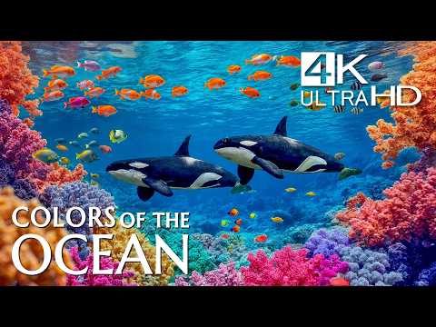 Tropical Ocean 4K 🐠 Colorful Reef Fish, Coral Reefs & Calming Music for Focus
