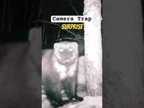 Wolverine falls hard out of a tree. 😬 #resilience