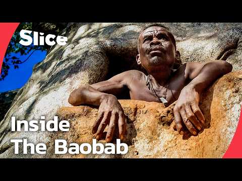 The Last Baobab Digger: Turning Living Trees Into Giant Water Tanks | SLICE | FULL DOCUMENTARY