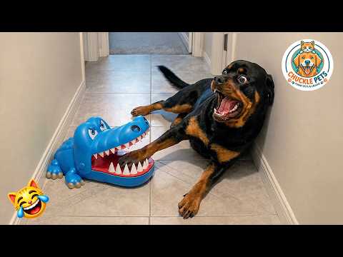 Try not to laugh 😂 Ultimate Funny Cats and Dogs 2026 🐱🐶 #16
