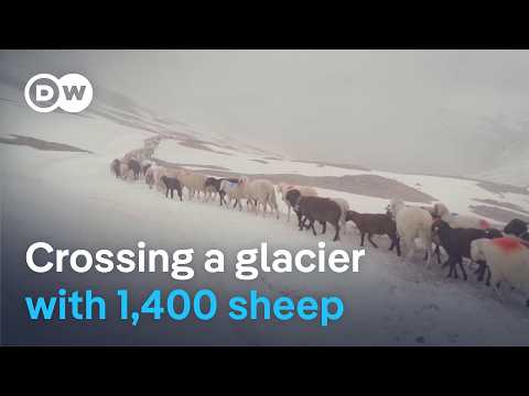 Dangerous Alpine crossings - The shepherds unafraid to take risks | DW Documentary
