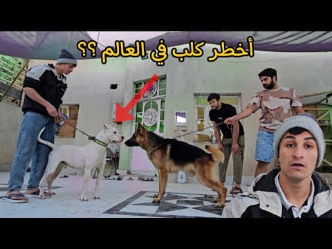 بمناسبة دخولي 2 مليون مشترك جبت أخطر كلب في العالم !! الدوجو الأرجنتيني 😨🔥