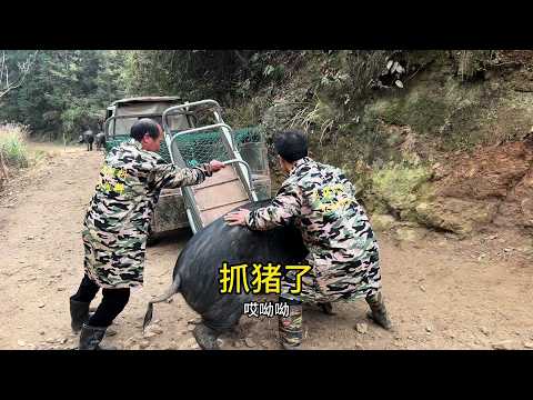 今天跑了2头2年跑山黑猪715斤，能有多少肉呢，卖的完吗？#生态黑猪