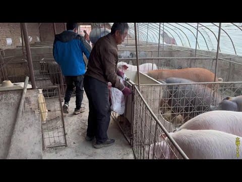 Today  Lao Meng took out the goods and caught several old breed big fat pigs. the fat of this pork